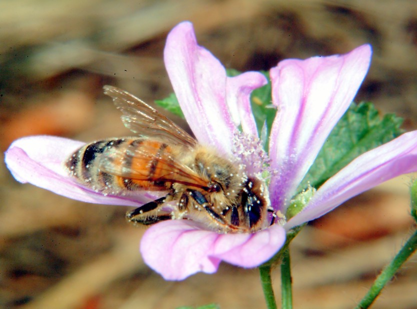 Macrofotografia (anche per micologi)